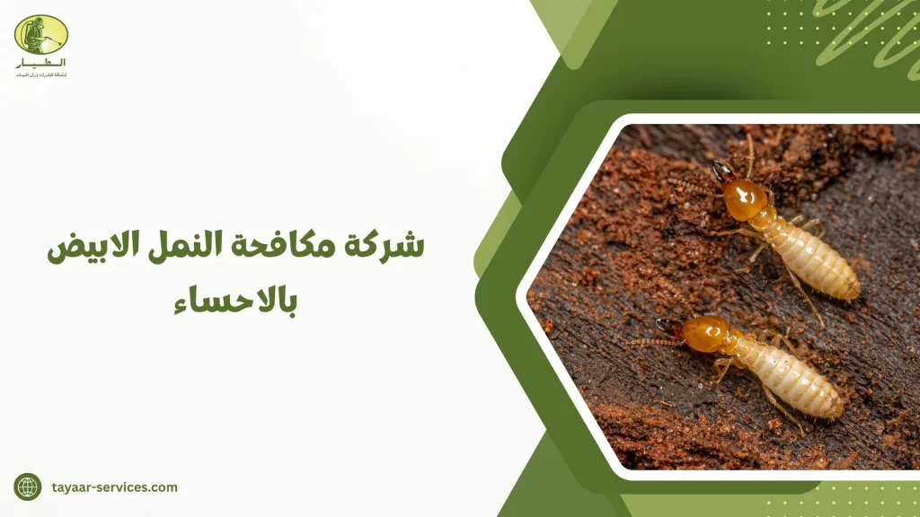 شركة مكافحة النمل الابيض بالاحساء