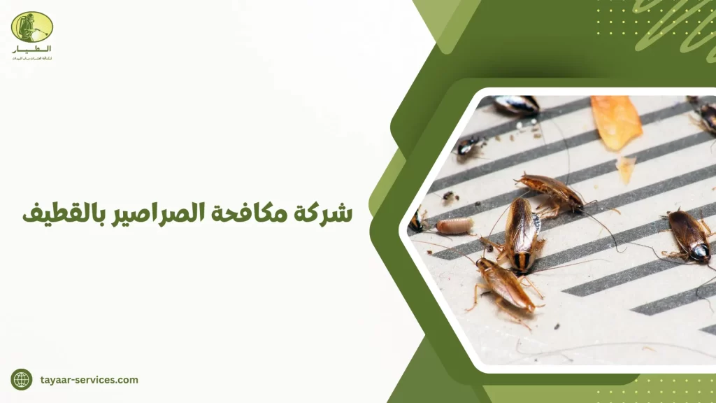 شركة مكافحة الصراصير بالقطيف