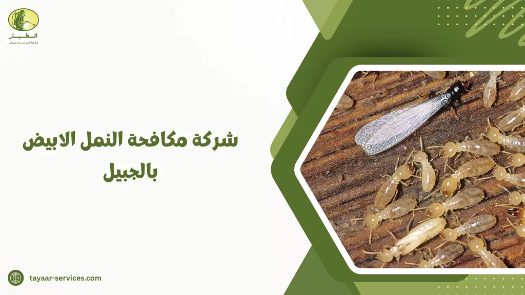 شركة مكافحة النمل الابيض بالجبيل