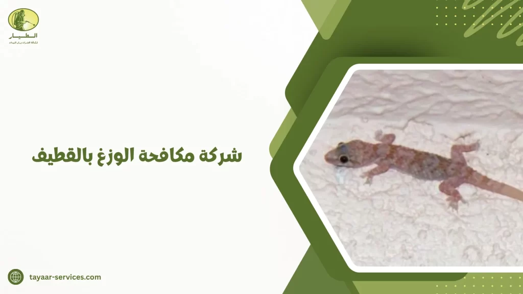 شركة مكافحة الوزغ بالقطيف