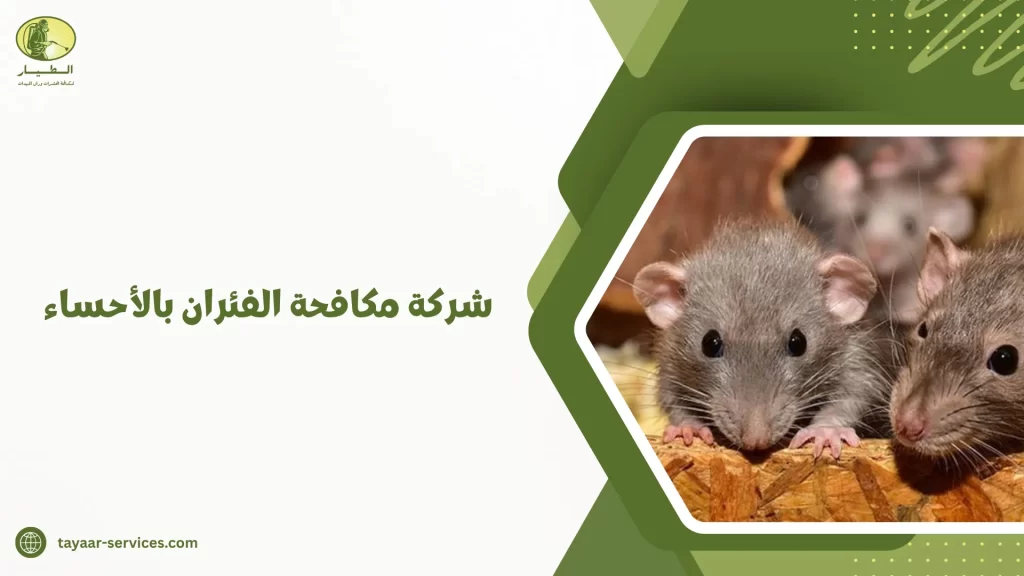 شركة مكافحة الفئران بالأحساء