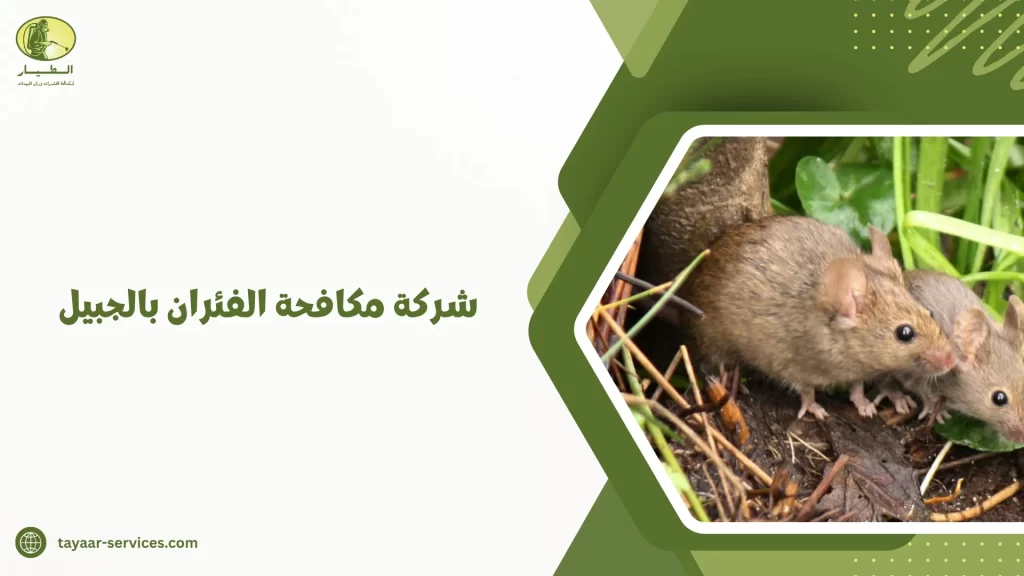 شركة مكافحة الفئران بالجبيل