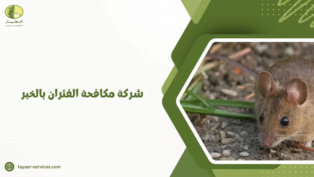شركة مكافحة الفئران بالخبر