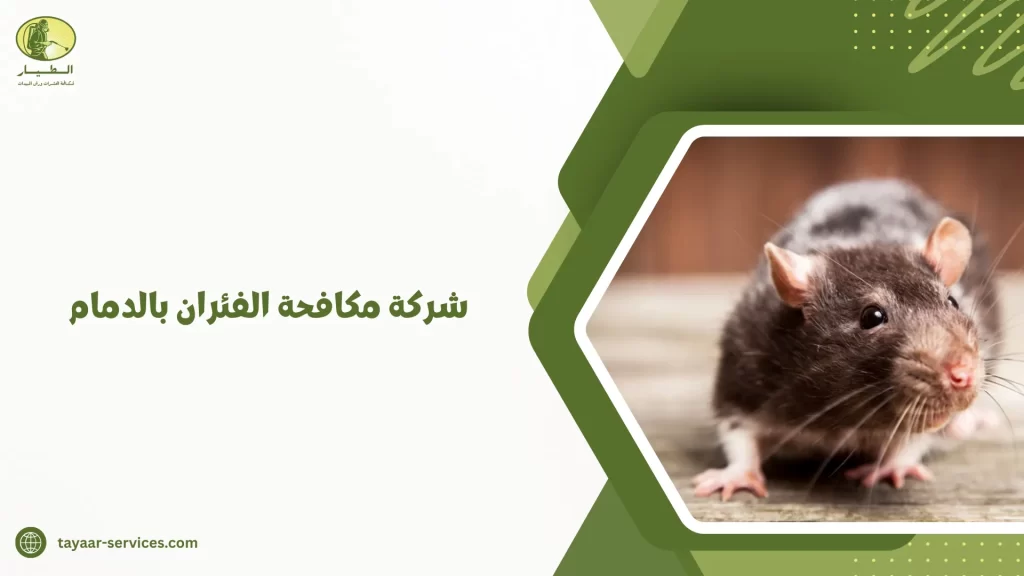 شركة مكافحة الفئران بالدمام