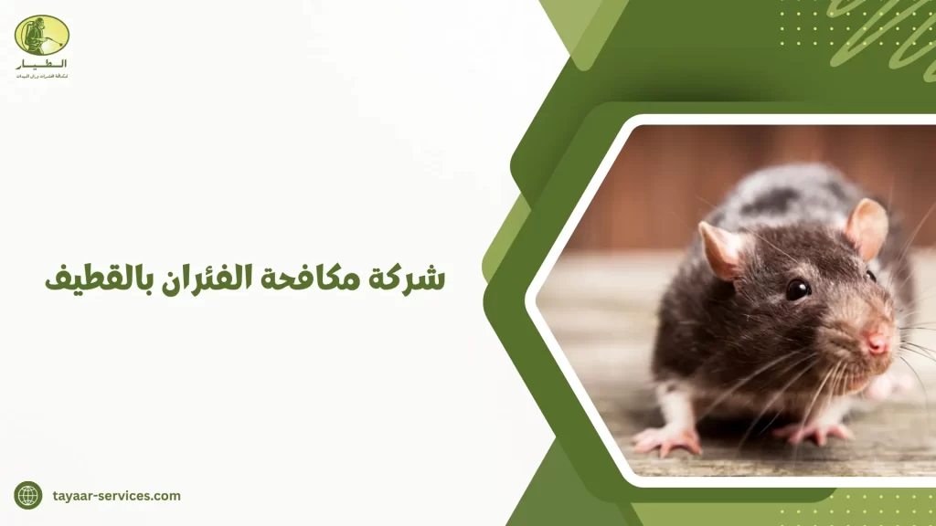 شركة مكافحة الفئران بالقطيف