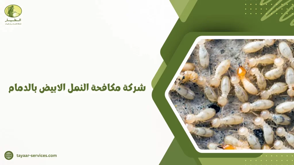 شركة مكافحة النمل الابيض بالدمام