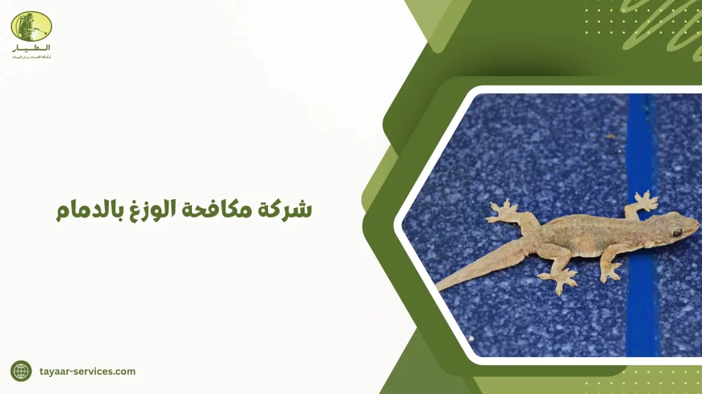 شركة مكافحة الوزغ بالدمام
