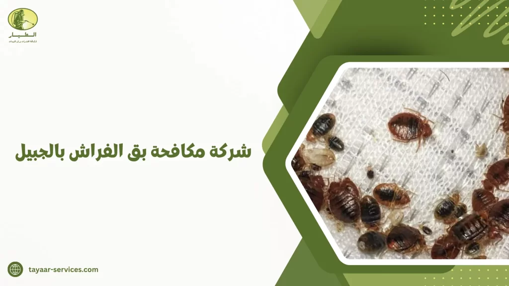 شركة مكافحة بق الفراش بالجبيل