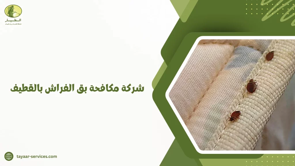 شركة مكافحة بق الفراش بالقطيف